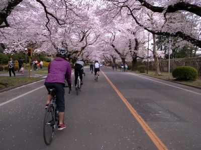 sakura10.JPG